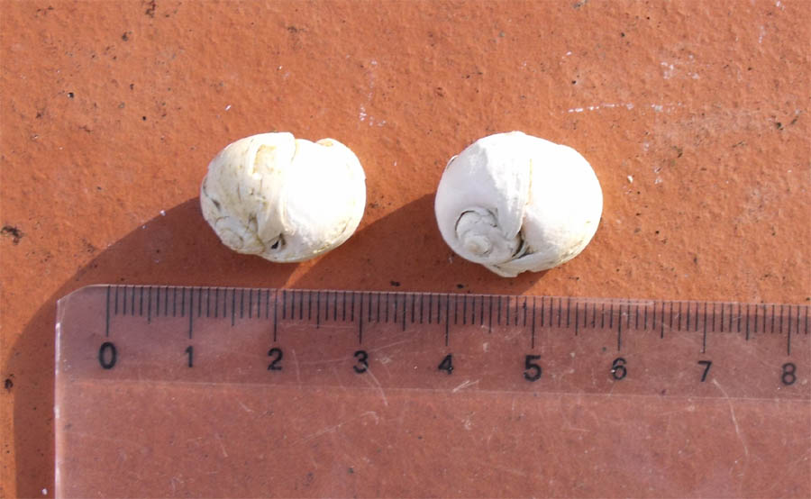 Mollusco pliocenico Campagnatico (GR) 3